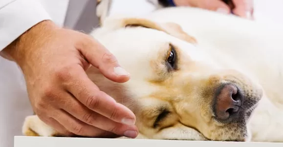 Application of ICH Canine Infectious Hepatitis Virus Test