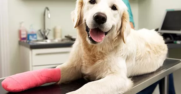 blood pressure monitor accessories