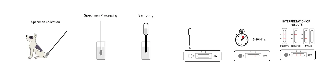 cdv-canine-distemper-virus-test1.png cdv-canine-distemper-virus-test1.png
