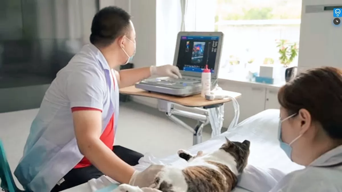 Application of CMS1700C-VET Veterinary Ultrasound
