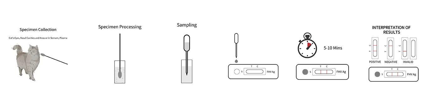 fhv-feline-herpesvirus-test-step.png