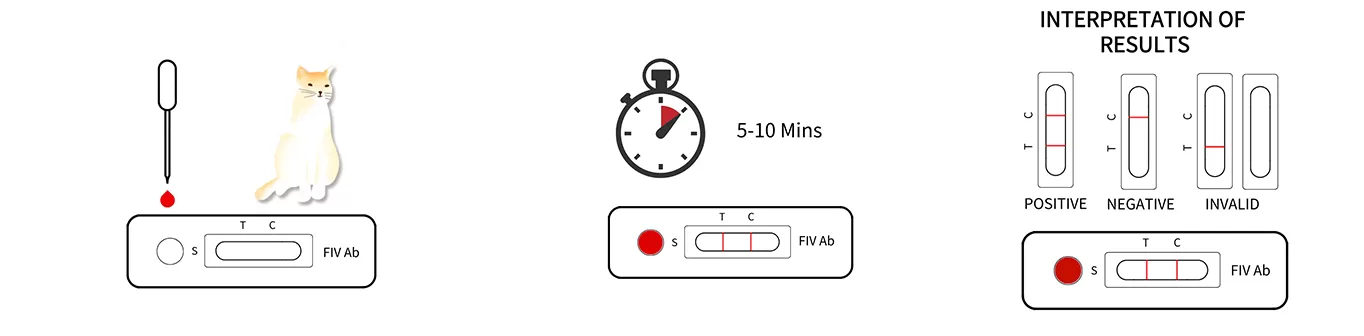 Steps for Using a FIV Feline Immuno Deficiency Virus Test