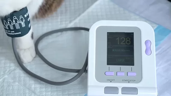 jc08a-vet-electronic-sphygmomanometer-11.jpg jc08a-vet-electronic-sphygmomanometer-11.jpg