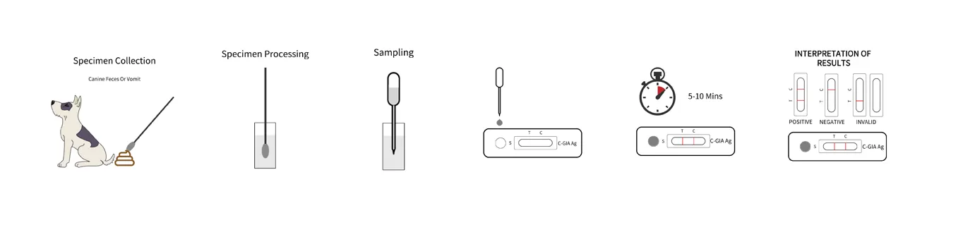 steps-for-using-a-c-gia-canine-giardia-test.png