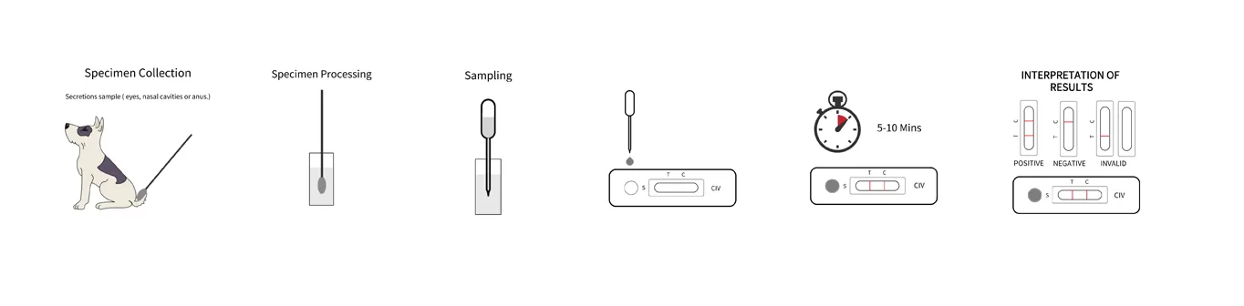 steps-for-using-a-civ-canine-influenza-virus-test.png
