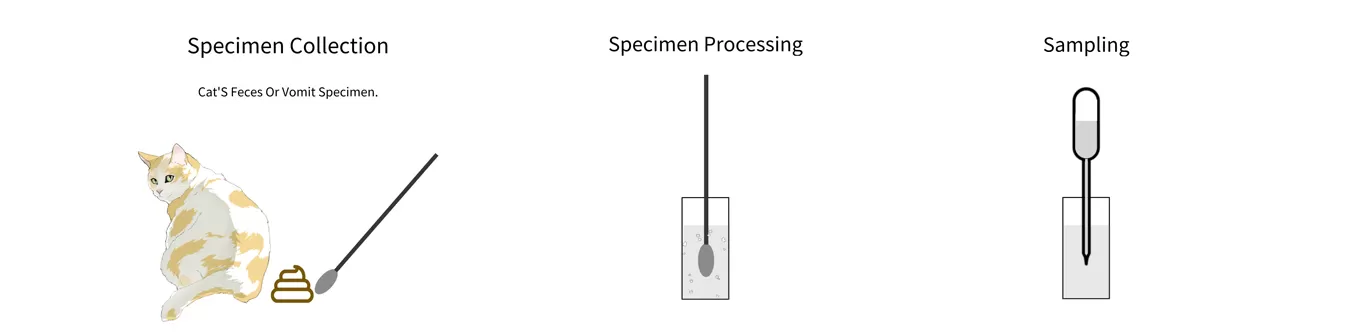 Steps for Using a FPV Feline Panleukopenia Virus Test
