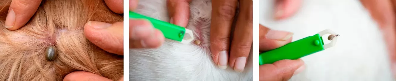 Steps for Using a Tick Remover Steps for Using a Tick Remover